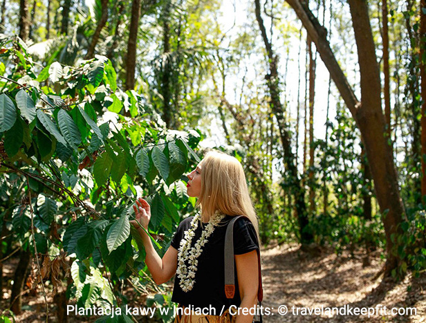 Indyjska plantacja kawy w lesie