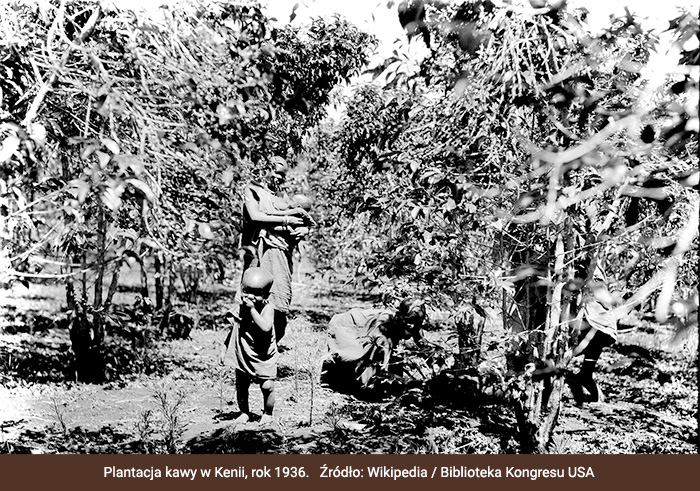Plantacja w Kenii - rok 1936